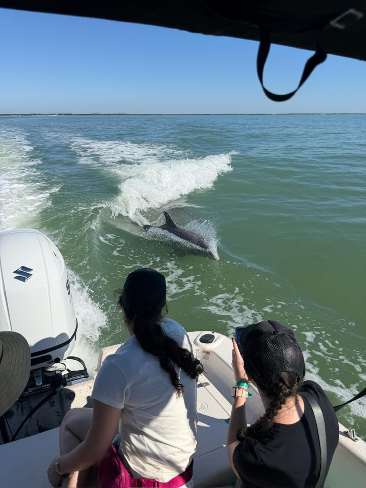 A family delighted by wild dolphins on a Naples, Florida boat tour