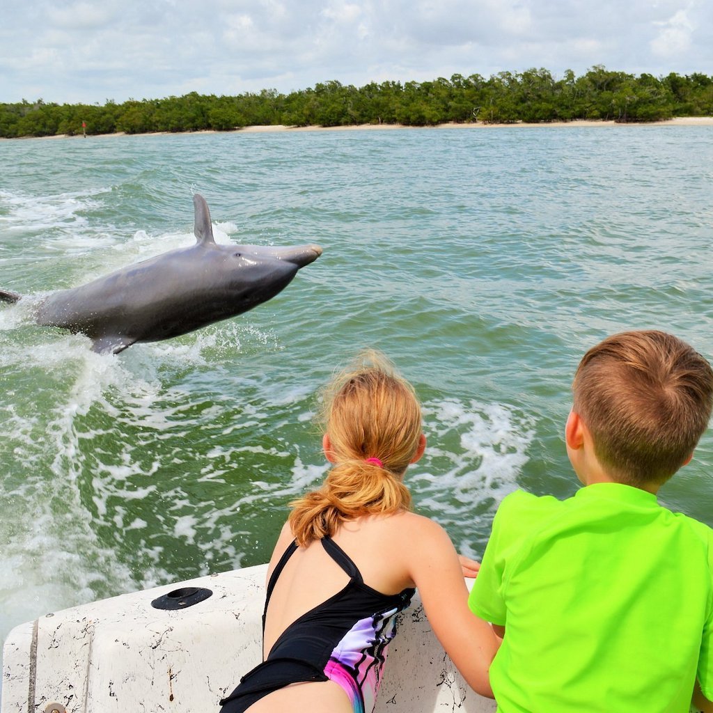 Wild bottlenose dolphins swimming beside the boat on a Sand Dollar dolphin tour near Marco Island, Florida