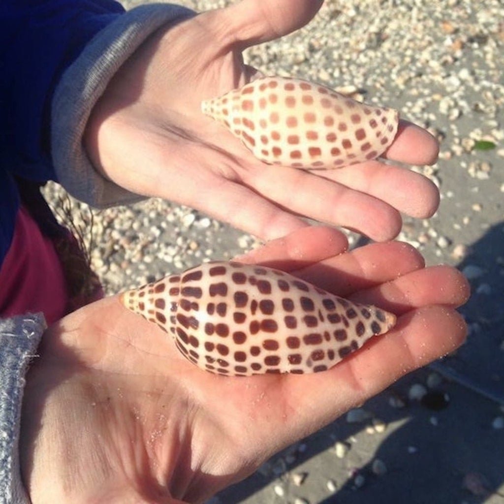 A sheller picking through exposed shells on a beach at low tide near Marco Island, Florida