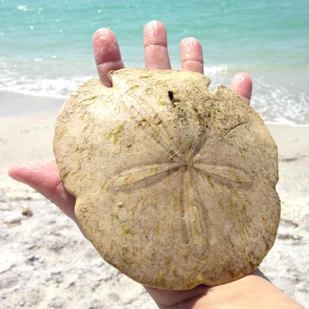 A handful of sand dollars and shells from a Sand Dollar shelling adventure