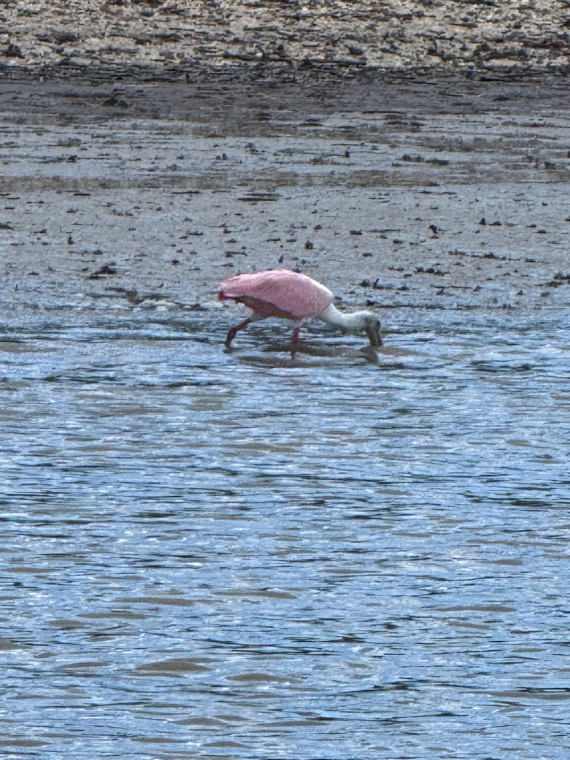 A pink roseate spoonbill wading a mudflat on a Sand Dollar wildlife tour near Marco Island, Florida