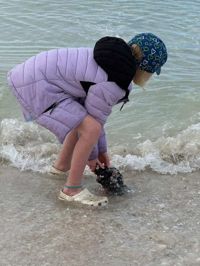 A happy child picking up shells at the surf line on a family shelling tour near Naples, Florida