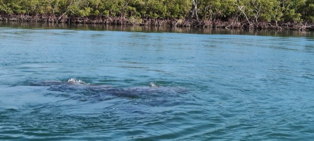 A manatee surfacing in calm water near Naples and Marco Island, Florida